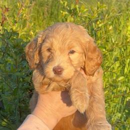 Red Balloon - Apricot male Goldendoodle puppy in Stockton, California from Port City Doodles
