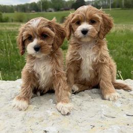 Fern - Red and white female Cockapoo puppy in Roseville, California from Darby Park Doodles