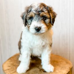 Assorted Doodle Crosses and Aussiedoodles from Doodle Love Laugh