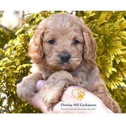 Cockapoo Puppies from Chesley Hill Cockapoos