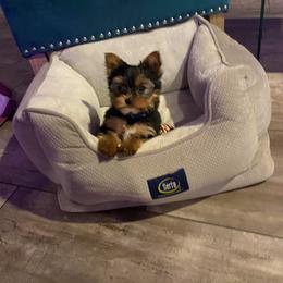 Yorkshire Terrier Puppies from Coffeycup Yorkies