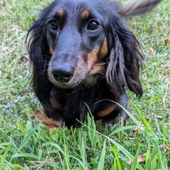 Zoe - Black and tan female Dachshund puppy in Columbus, Ohio from Bumpkins Dachshunds