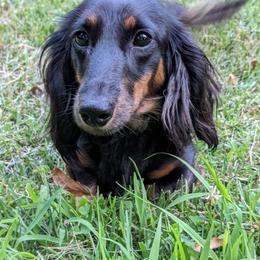 Zoe - Black and tan female Dachshund puppy in Columbus, Ohio from Bumpkins Dachshunds