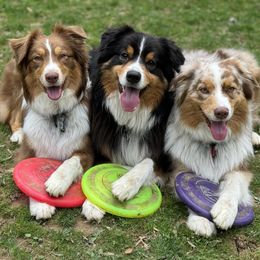 Australian Shepherds from Trailside Aussies