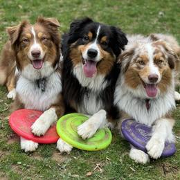 Australian Shepherds from Trailside Aussies