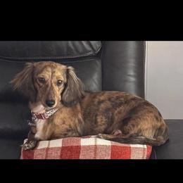 Amren - Dapple female Dachshund puppy in Burleson, Texas from Sarah’s Dachshies