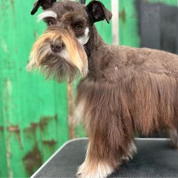 Ruby - Miniature Schnauzer