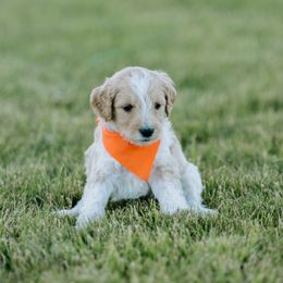 Goldendoodle and Sheepadoodle Puppies from Sunnyfarm Doodles