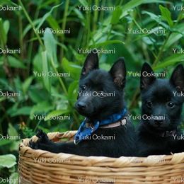 Schipperke and Siberian Husky Puppies from Yuki Ookami Show Kennel