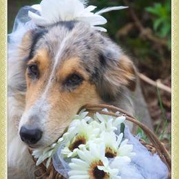 Violet - Old Time Scotch Collie
