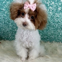 Destiny - Poodle