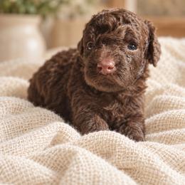 Albert - Chocolate male Goldendoodle puppy in Millville, California from Hope Lane Kennels