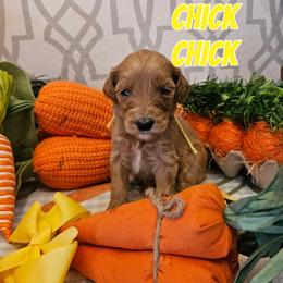 Chick - Red  female Goldendoodle puppy in Haughton, Louisiana from Bailey’s Cajun Canines
