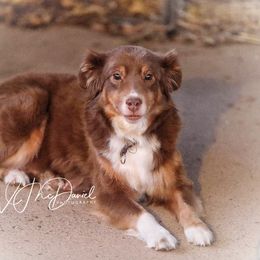 Ruby - Miniature Australian Shepherd