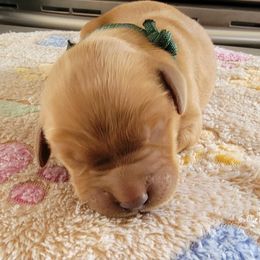 Geen - Dark golden male Golden Retriever puppy in Bellevue, Michigan from Double D Ranch Golden Retrievers LLC