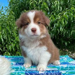 Gerlinde-Red tri female - Red tri-color female Australian Shepherd puppy in Castle Rock, Washington from Zoolo Kennels “HOF”