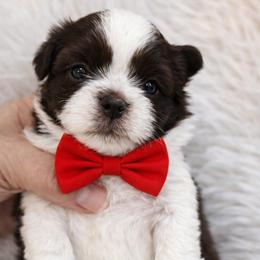 Hudson - Liver and white male Shih Tzu puppy in Tallahassee, Florida from Bows and Bow Ties