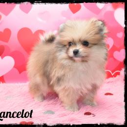 Lancelot - Chocolate merle male Pomeranian puppy in Cleveland, Georgia from Precious Paw Pomeranians