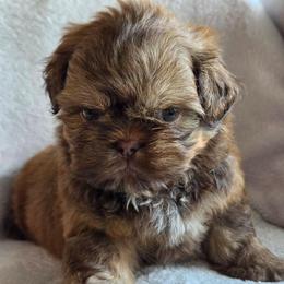 Augustus May - Liver male Shih Tzu puppy in Jenks, Oklahoma from Northstar Shih Tzu