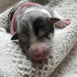 Pink Collar- Mini-Lu - White and blue merle female Border Collie puppy in Graceville, Florida from Fire N Arrows Border Collies