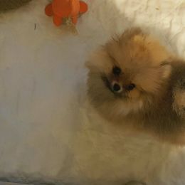 Pomeranian Puppies from Legenz Pomeranians