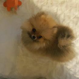 Pomeranian Puppies from Legenz Pomeranians