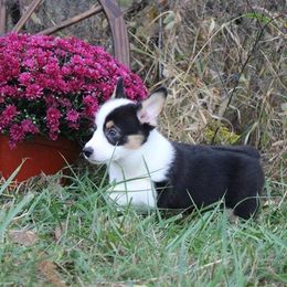 Pembroke Welsh Corgi Puppies from Pembrokes of Walnut Creek
