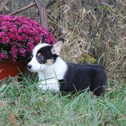 Pembroke Welsh Corgi Puppies from Pembrokes of Walnut Creek