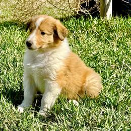 Taylor - Sable and white female Collie puppy in Newcastle, Wyoming from Wykota 7K Scottish Collies