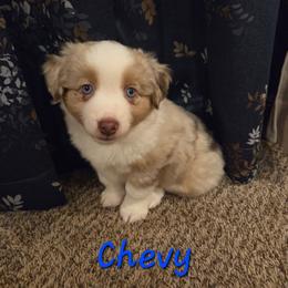 Baby A-Yellow - Red merle male Miniature Australian Shepherd puppy in Vidor, Texas from Magnolia Mini Aussies with Natural Tails