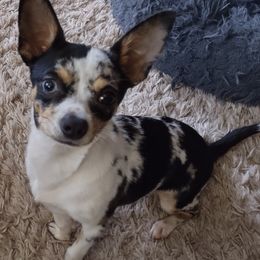 Luna - Chihuahua