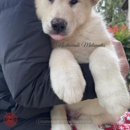 Snowball - White male Alaskan Malamute puppy in Sandy, Oregon from NORTH WINDS ALASKAN MALAMUTES