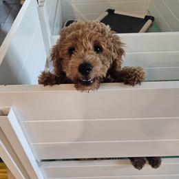 Goldendoodle Puppies from We R Mini Doodles