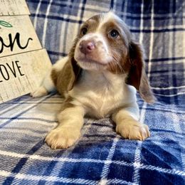 Dachshund, Golden Retriever, and Poodle Puppies from Paragon Puppies