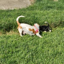 Basset Hound Puppies from Riley Bassett Hounds
