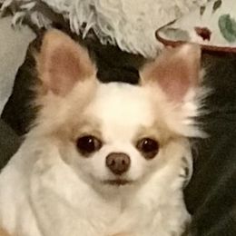 Candy - Chihuahua
