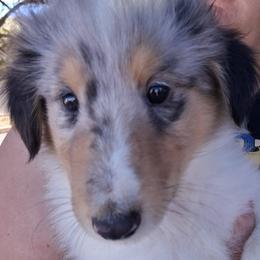 Dillion - Blue merle and white male Collie puppy in New Mexico from Red Canyon