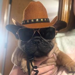 Elvis - Fawn male French Bulldog puppy in Girard, Kansas from Frenchie Kingdom
