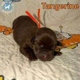 Tangerine - Chocolate male Labrador Retriever puppy in Elloree, South Carolina from Moonlight Kennels LLC