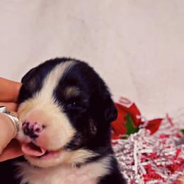 Twizzler - Black tri-color male Australian Shepherd puppy in Chaplin, Connecticut from Mystic Moon