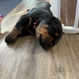 Rottweiler Puppies from Khaotic Rottweilers