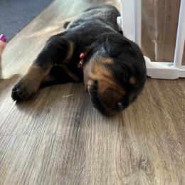 Rottweiler Puppies from Khaotic Rottweilers