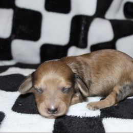 Julius - Dapple male Dachshund puppy in La Junta, Colorado from Royal King’s Mini Dachshunds