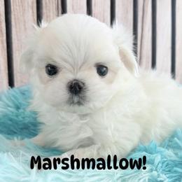 Blue KOREAN DOLL FACE teacup CHARTING 3 pounds - White male Maltese puppy in Orlando, Florida from Denise’s Puppies