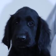 Flat-Coated Retrievers from Firecrest Kennels