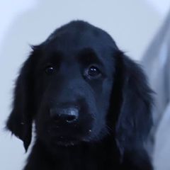 Flat-Coated Retrievers from Firecrest Kennels