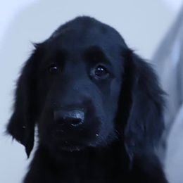 Flat-Coated Retrievers from Firecrest Kennels