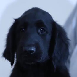 Flat-Coated Retrievers from Firecrest Kennels