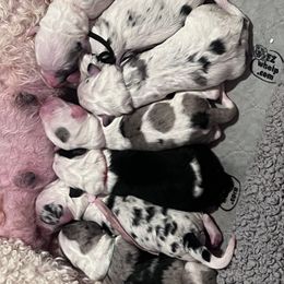 Old English Sheepdog and Sheepadoodle Puppies from Desert Sheepies