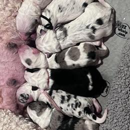 Old English Sheepdog and Sheepadoodle Puppies from Desert Sheepies